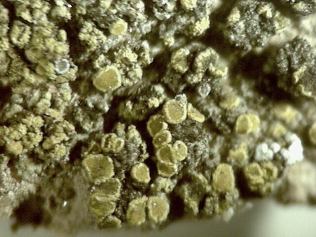 identificazione licheni rupicoli